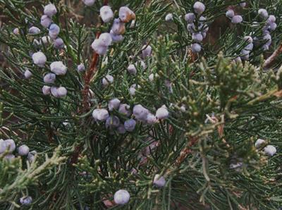  Juniperus virginian